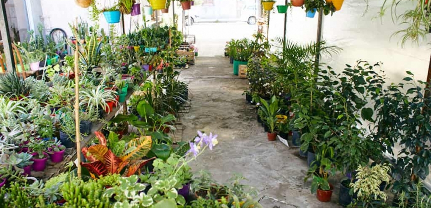 Vivero “Lita”