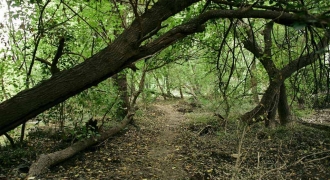 Bosque – Orilla Río