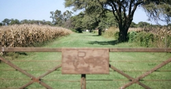 Camino