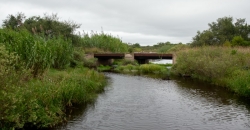 Arroyo Algodón