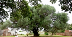Olivo