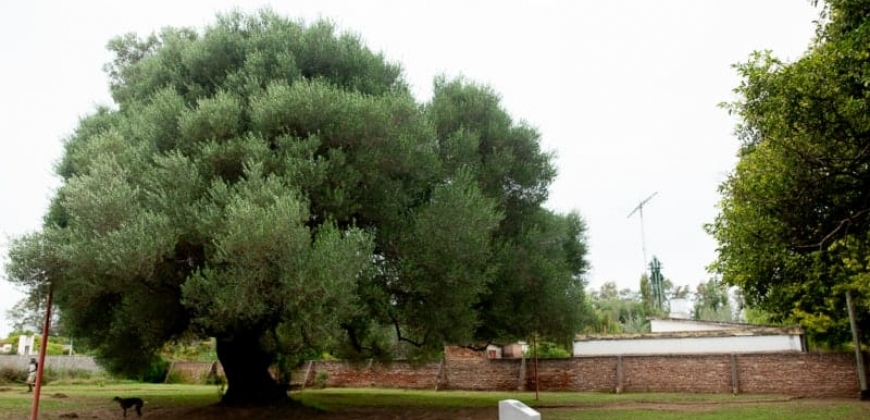 Olivo