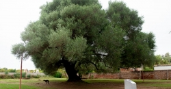 Olivo