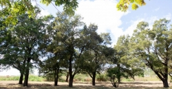 Cementerio