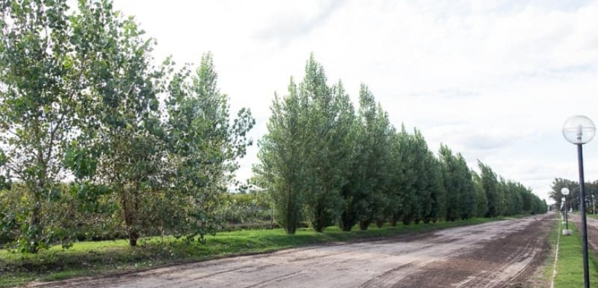 Avenida “Maipú”