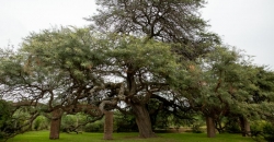 Plaza del Algarrobo