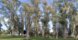 Parque “Hipólito Yrigoyen”