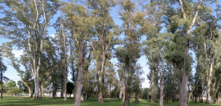 Parque “Hipólito Yrigoyen”