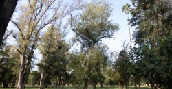 Parque “Hipólito Yrigoyen”
