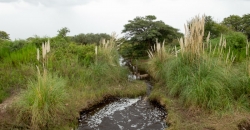 Arroyo